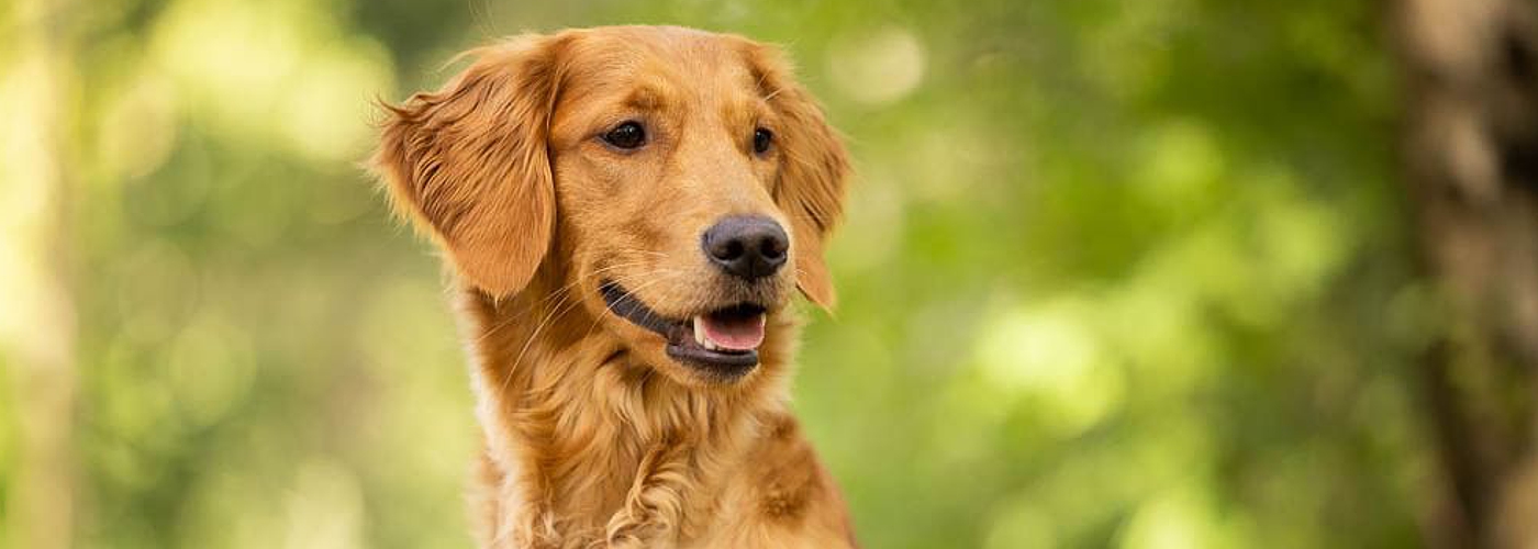 01-golden-retriever-fly-way-hunter.jpg