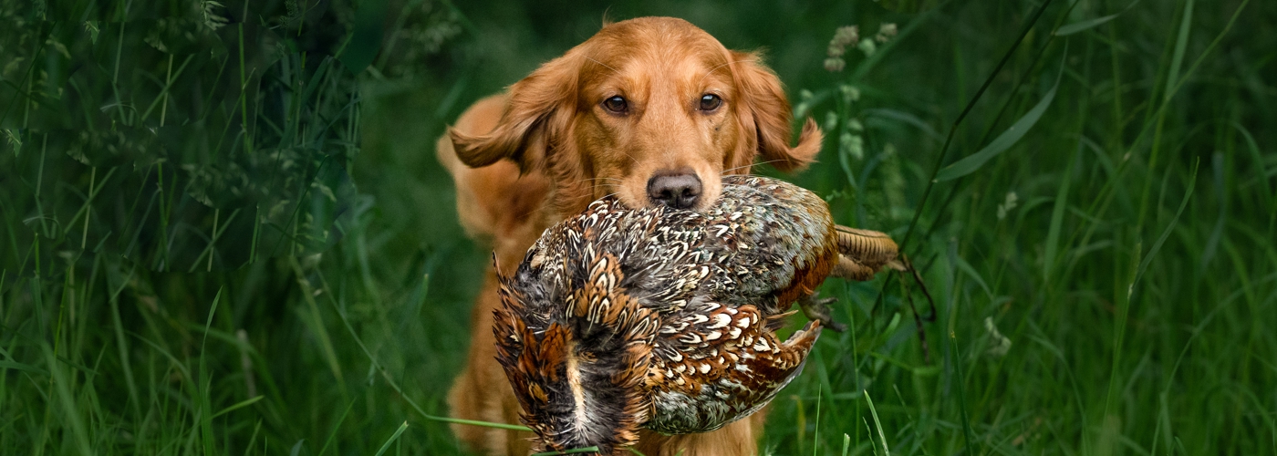 02-golden-retriever-fly-way-hunter.jpg