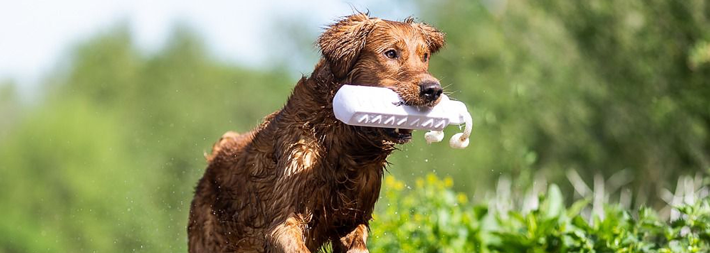 03-golden-retriever-fly-way-hunter.jpg