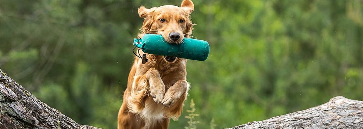 04-golden-retriever-fly-way-hunter.jpg